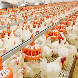 Poultry Equipment